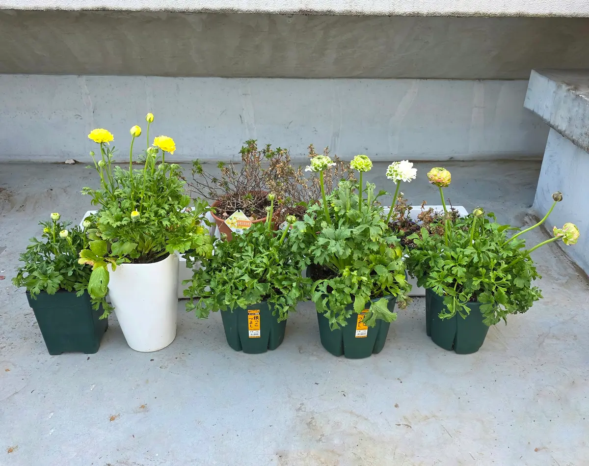 ラナンキュラスポンポンの1年間｜そだレポ（栽培レポート