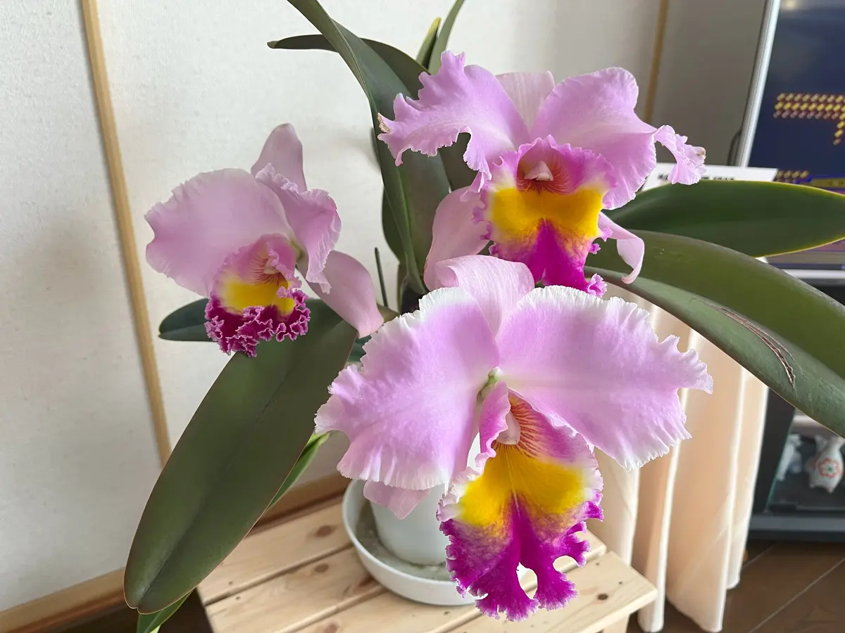 ランの女王カトレアを初心者でも枯らすことなく簡単に育て，花を