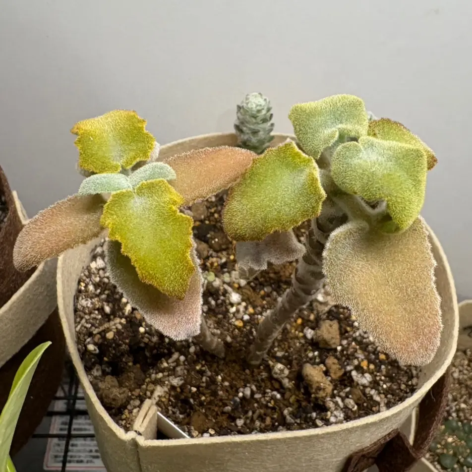 カランコエベハレンシスさん｜そだレポ（栽培レポート）byあみ山