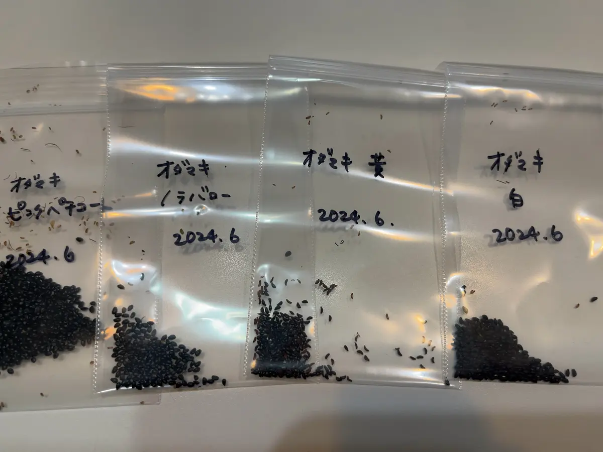 オダマキのタネマキ2025～｜そだレポ（栽培レポート）byみどりのりんご
