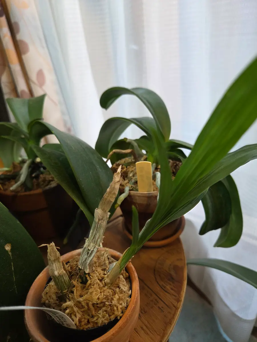 タケノコ蘭のバルブ大きくなあれ｜そだレポ（栽培レポート）byhaha39