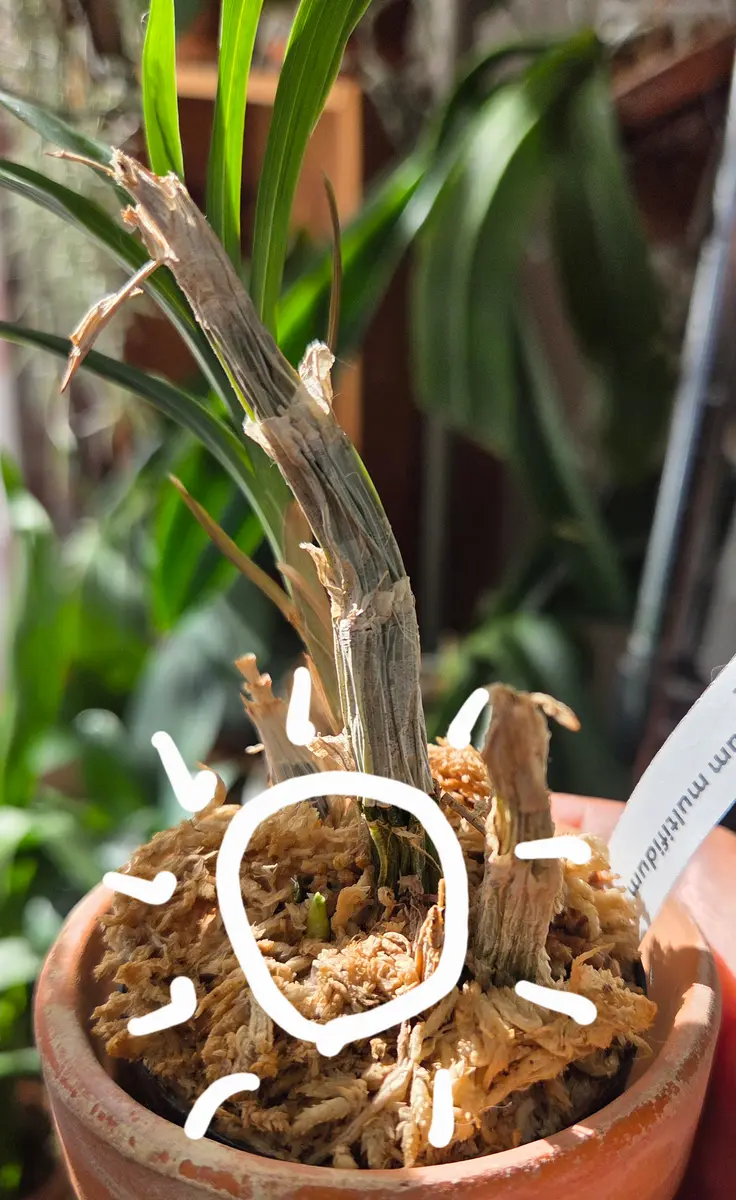 タケノコ蘭のバルブ大きくなあれ｜そだレポ（栽培レポート）byhaha39