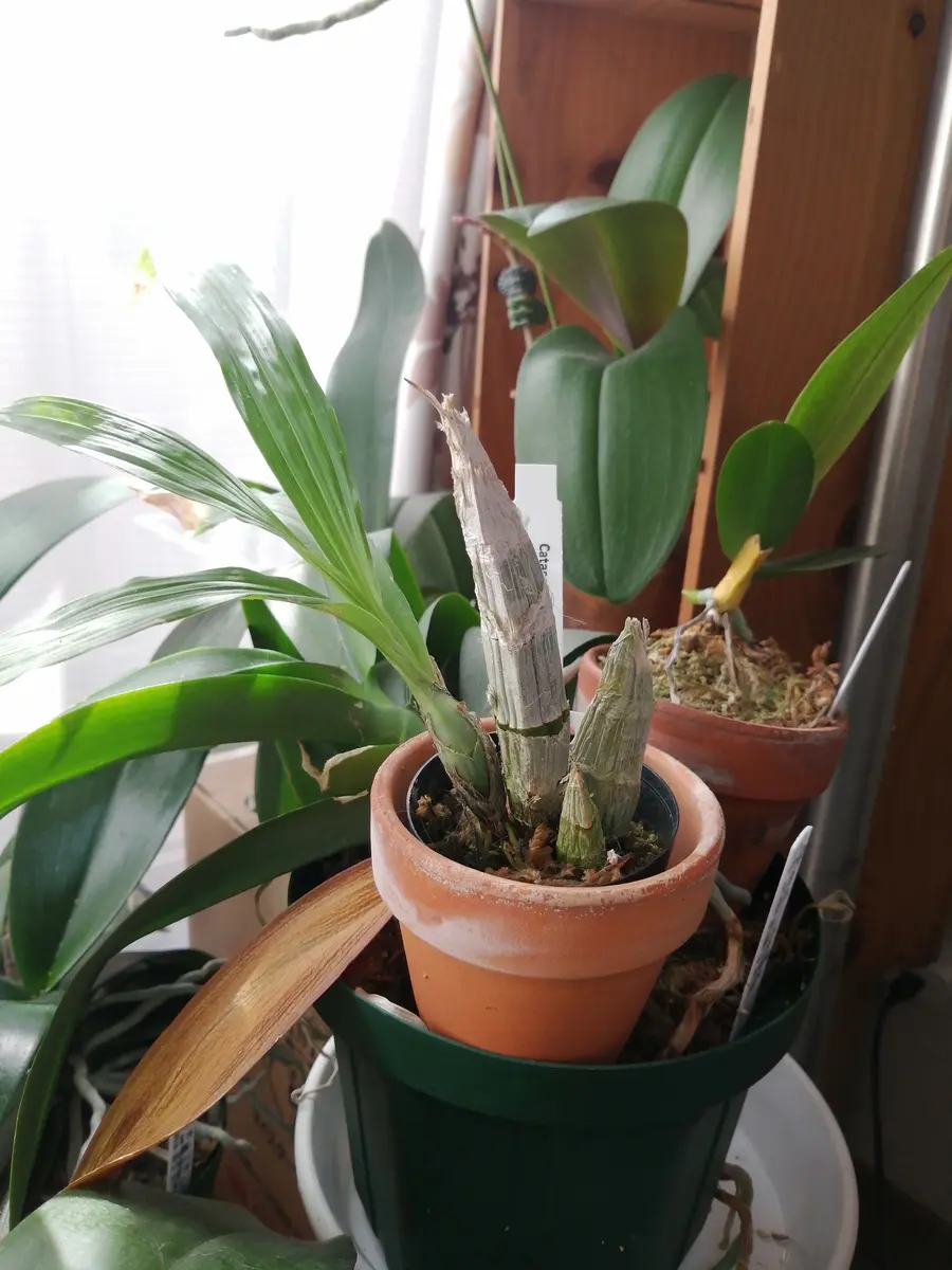 タケノコ蘭のバルブ大きくなあれ｜そだレポ（栽培レポート）byhaha39