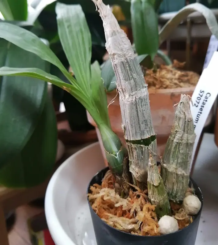 タケノコ蘭のバルブ大きくなあれ｜そだレポ（栽培レポート）byhaha39