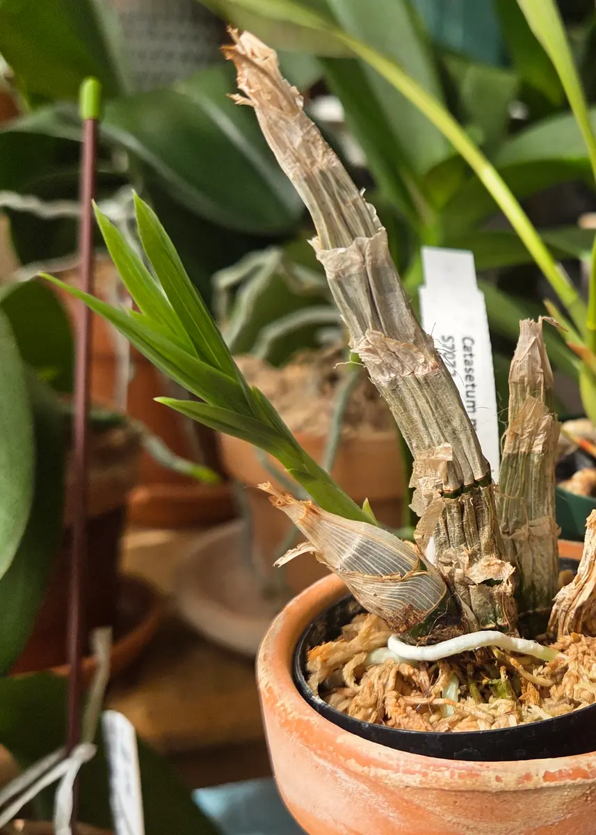 タケノコ蘭のバルブ大きくなあれ｜そだレポ（栽培レポート）byhaha39