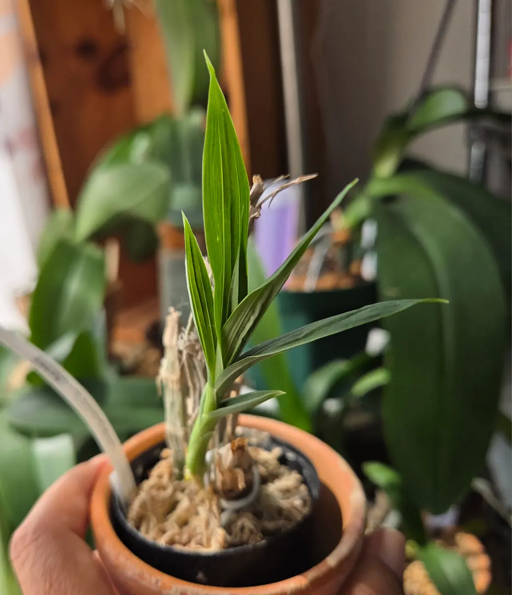 タケノコ蘭のバルブ大きくなあれ｜そだレポ（栽培レポート）byhaha39
