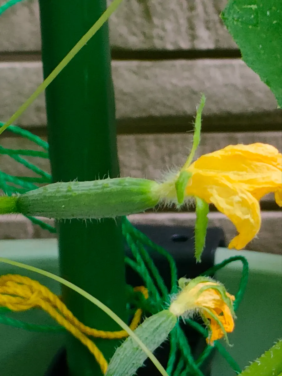 プランターでミニきゅうりラリーノ🥒収穫出来ました✌️｜そだレポ