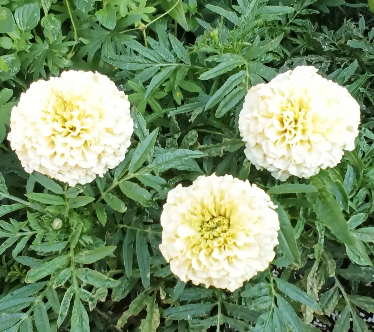 白いアフリカンマリーゴールドを種から育てる｜そだレポ（栽培レポート