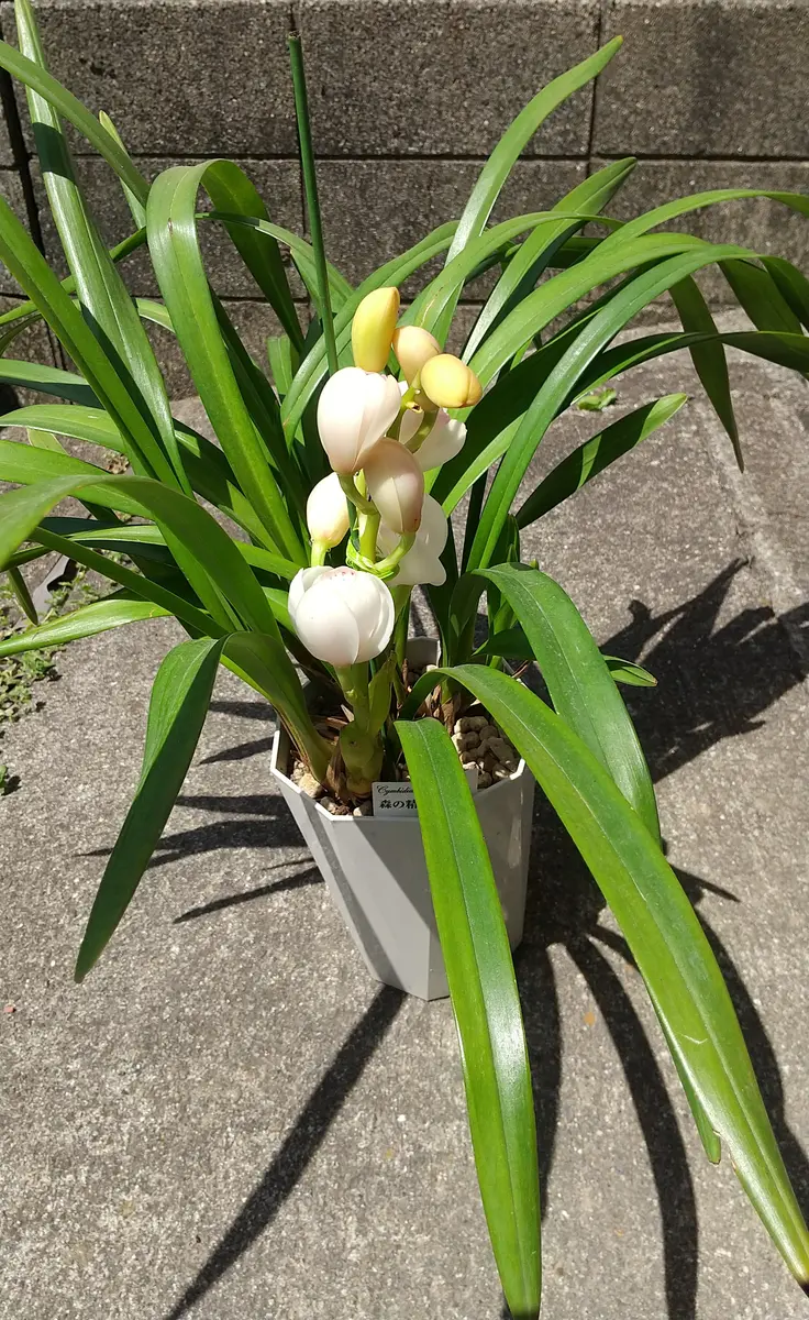 テーブルシンビジウムに花芽がつきました～｜そだレポ（栽培