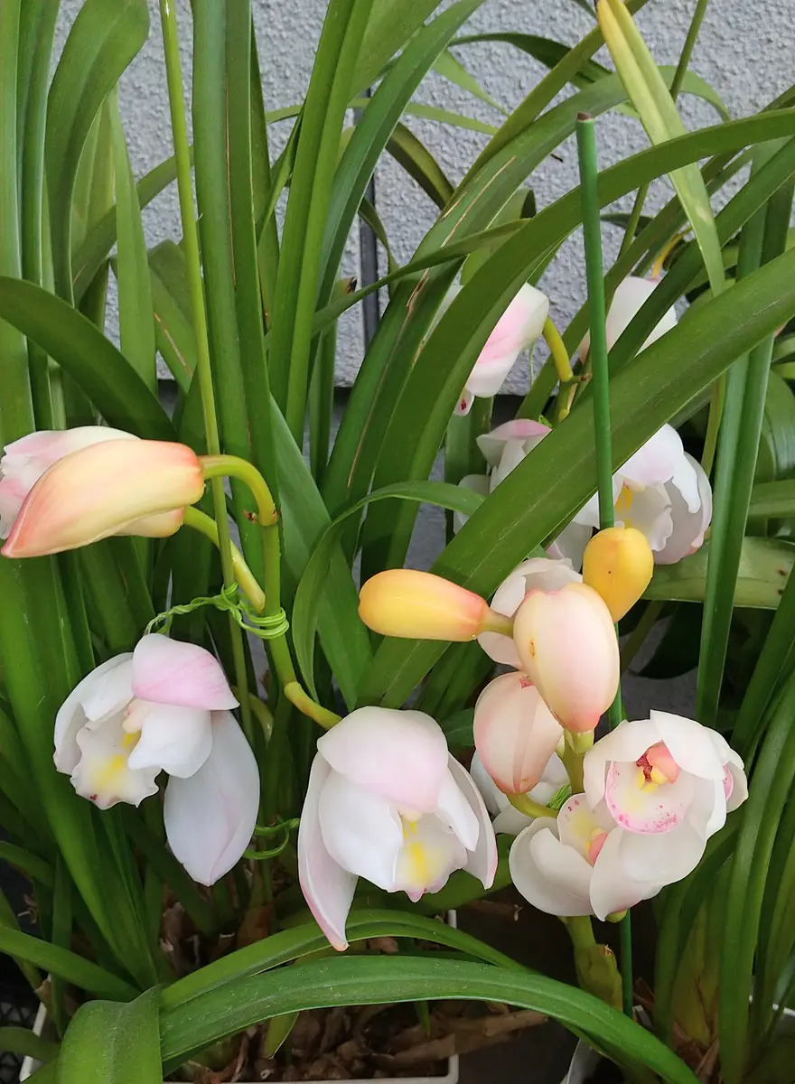 テーブルシンビジウムに花芽がつきました～｜そだレポ（栽培