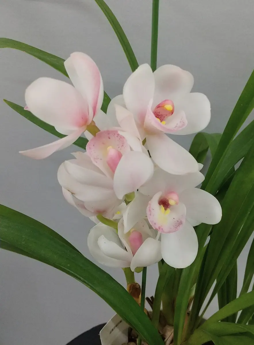 テーブルシンビジウムに花芽がつきました～｜そだレポ（栽培