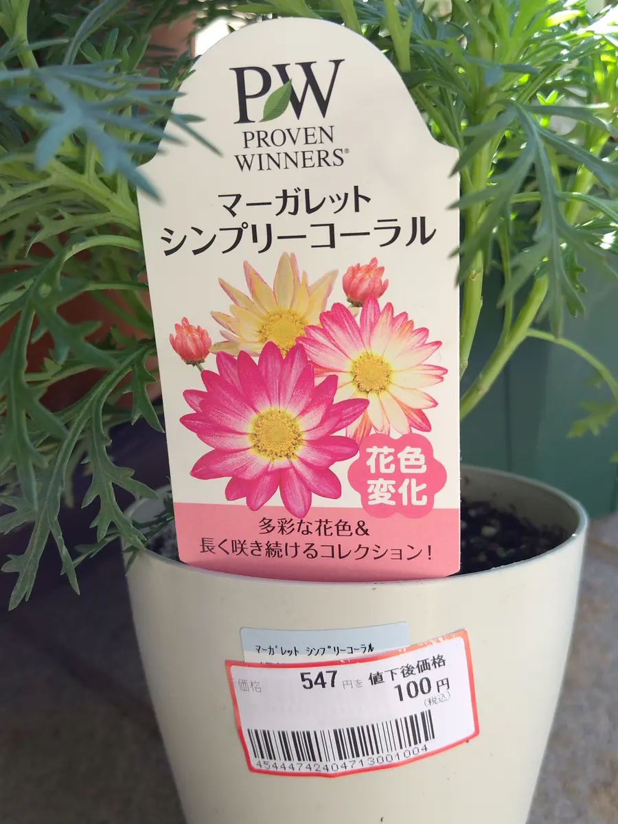 PWのマーガレット 587円が100円になっていたので購入し育ててみた