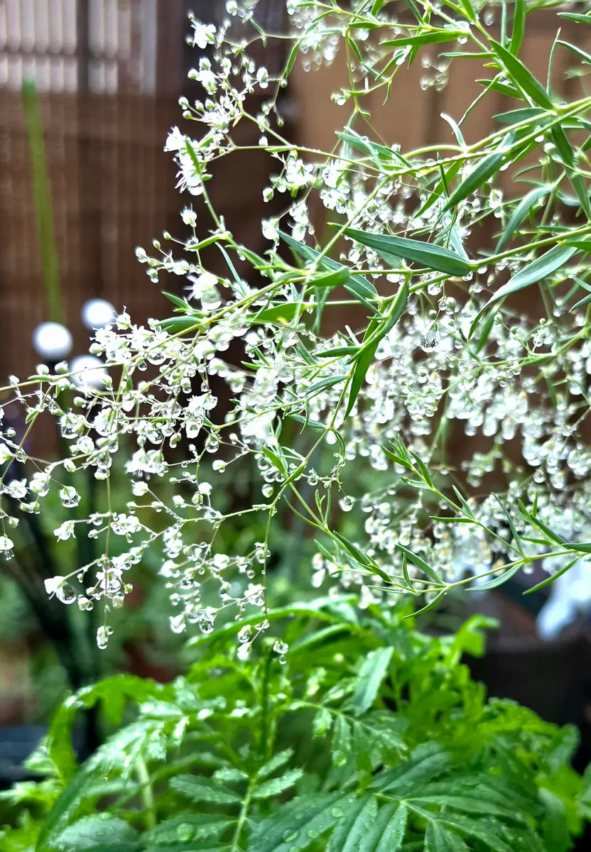 食べられたかすみ草を復活させたい！〈初めての宿根草〉｜そだレポ