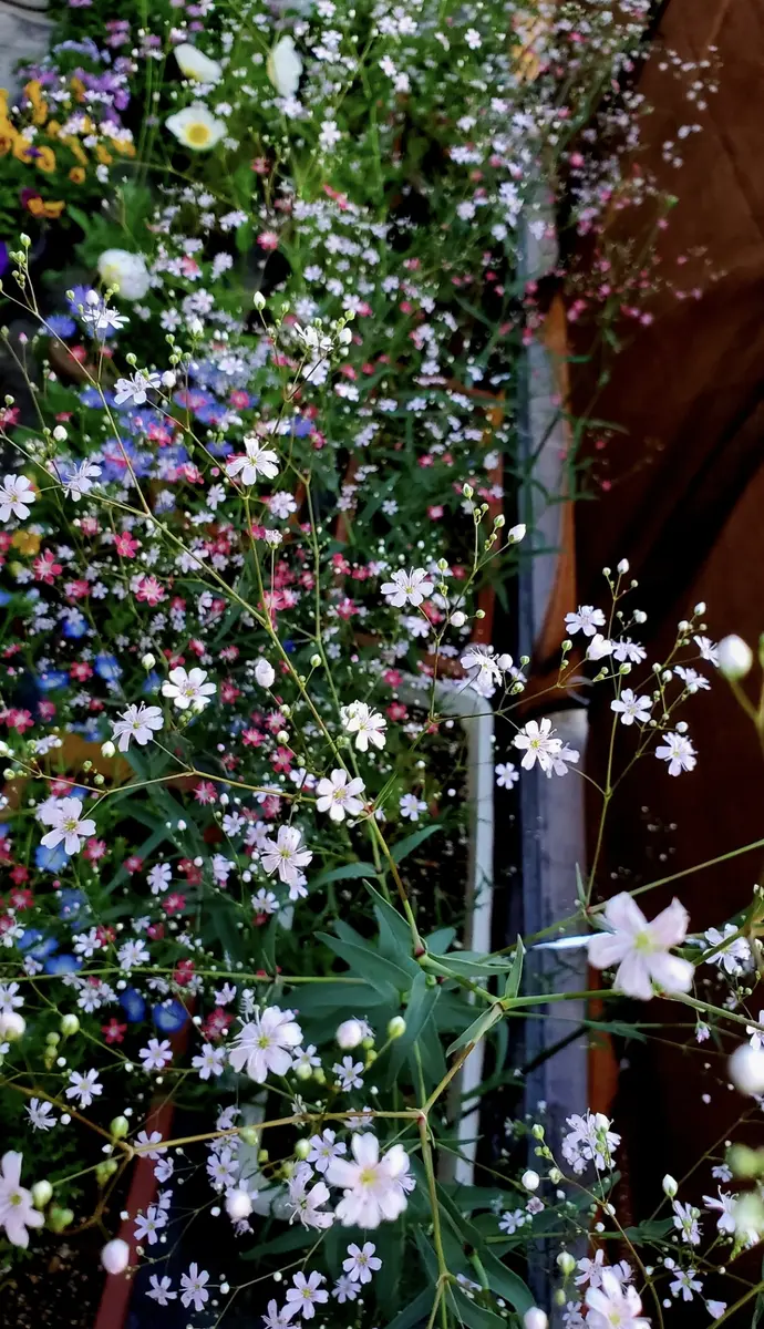 食べられたかすみ草を復活させたい！｜そだレポ（栽培レポート）byりっ
