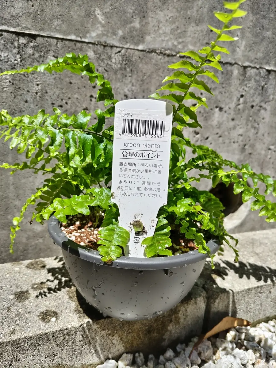 シダをワサワサに育てたい｜そだレポ（栽培レポート）byなちゃまる