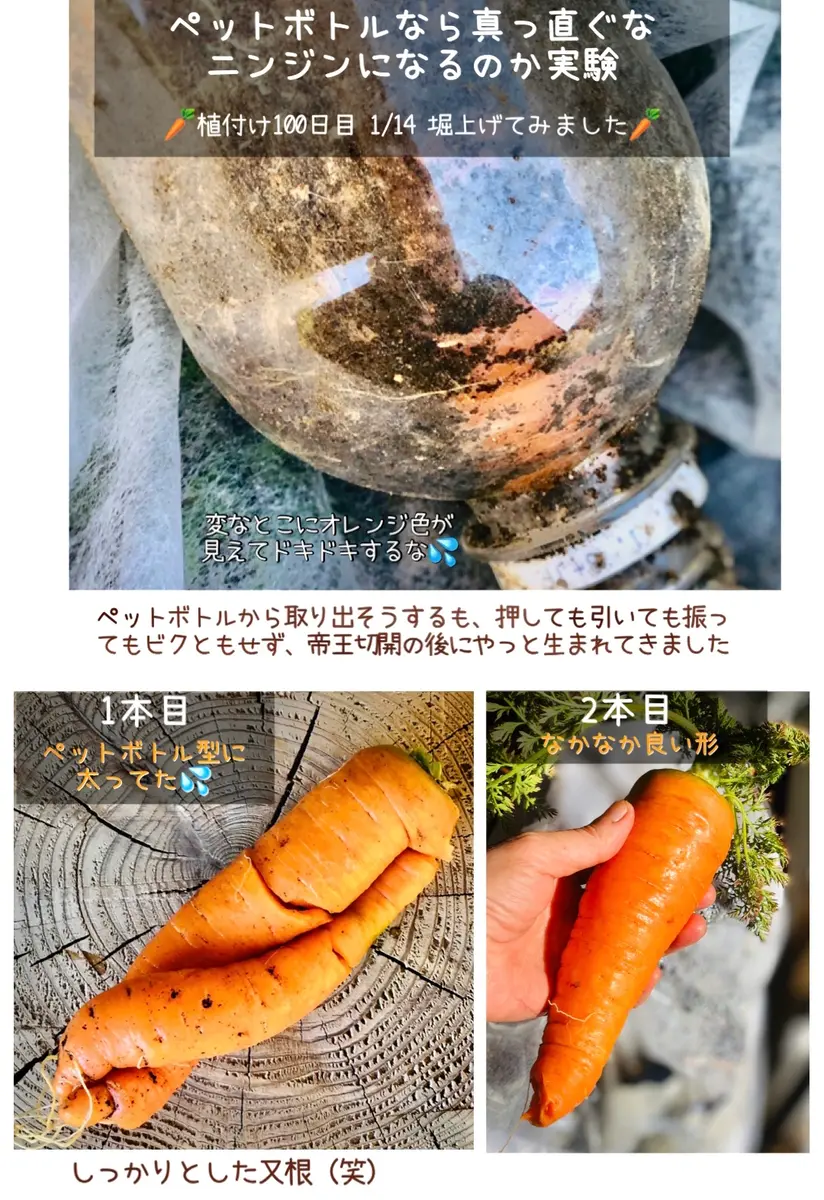 種からニンジン3月蒔き・5月蒔き・8月蒔き・2月蒔き｜そだレポ（栽培