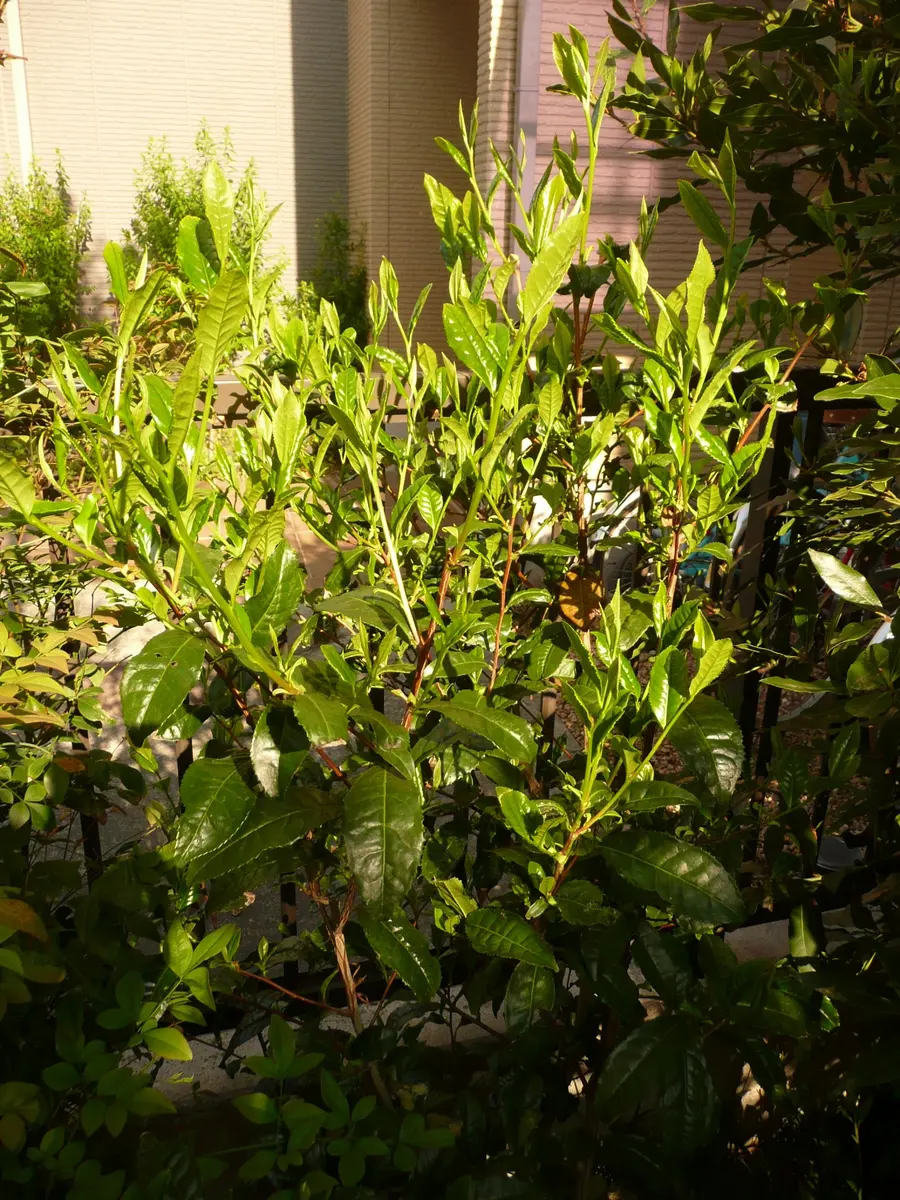 お茶の木♪やぶきた!一株♪家庭菜園!に! お茶の木♪やぶきた!一株♪家庭菜園!に!