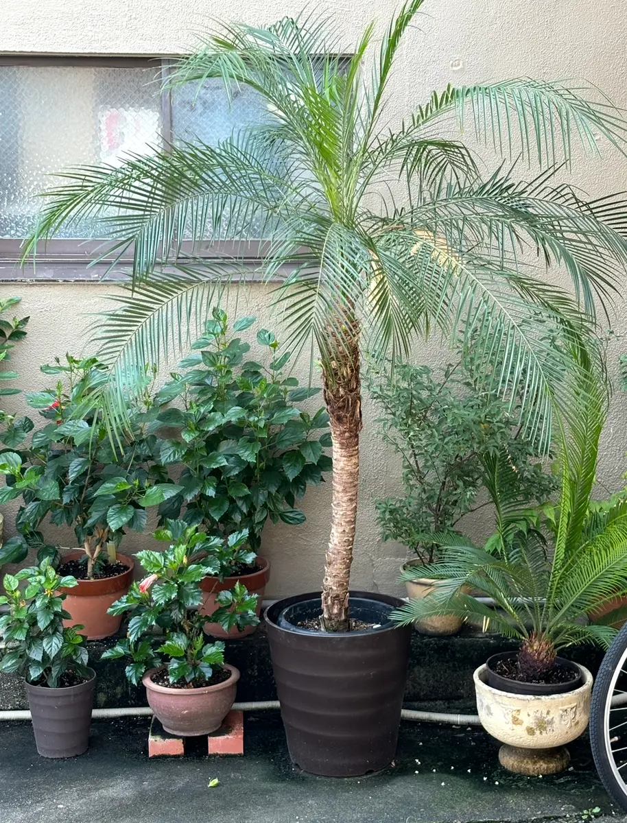 フェニックス・ロベレニーは水が大好きです｜そだレポ（栽培レポート