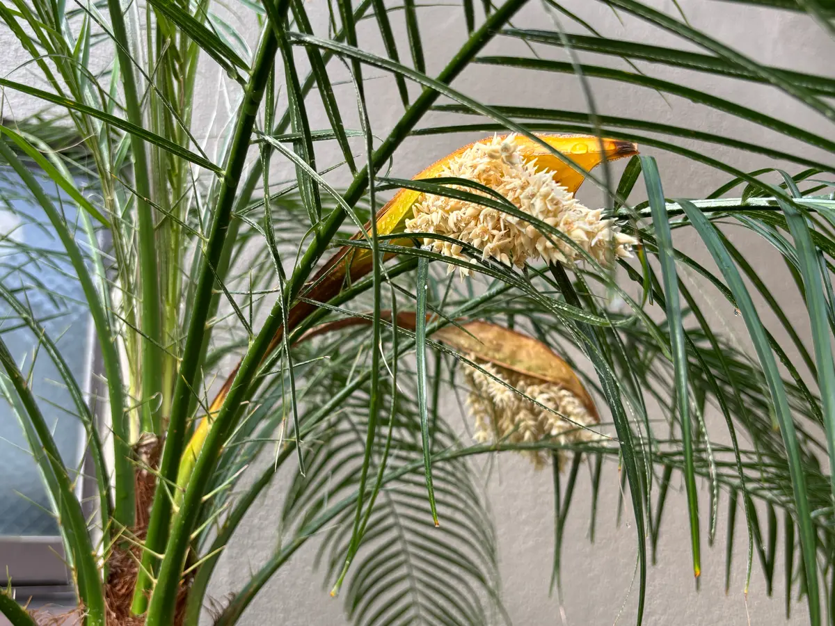 茨城 フェニックスロベレニー 大株 茨城 フェニックスロベレニー 大株