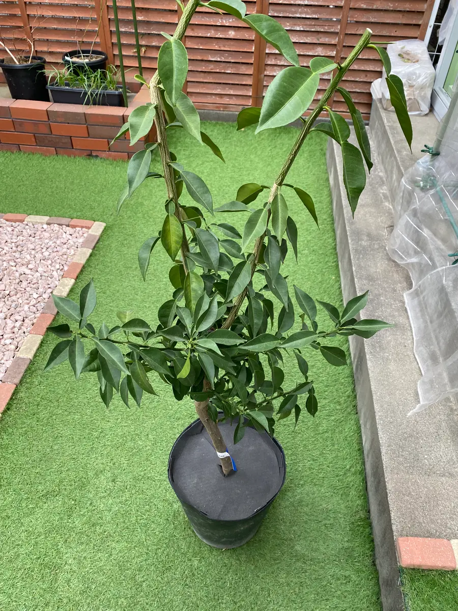 3年生柚子(多田錦)育ててゆず湯に入りた〜い♨️｜そだレポ（栽培