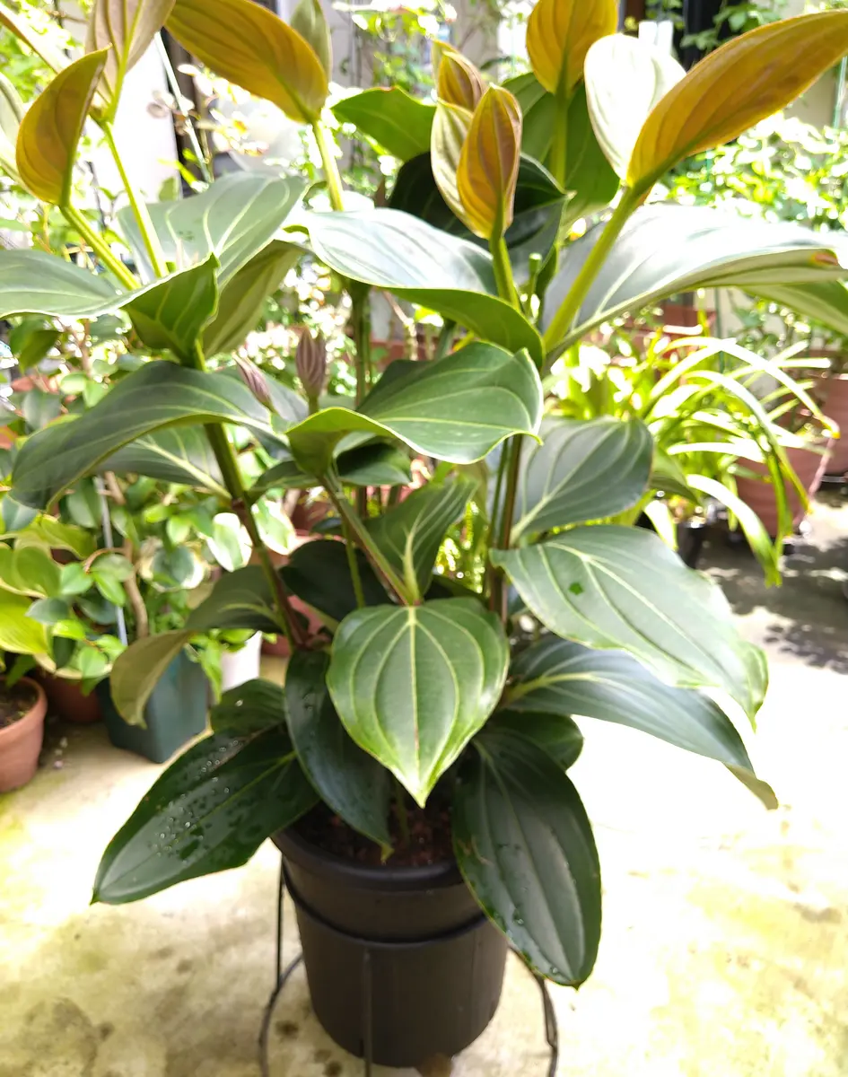 メディニラ・マグニフィカの豪華な花を見てみたい｜そだレポ（栽培