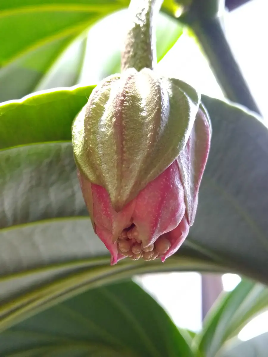 日本初の メディニラ・マグニフィカの豪華な花を見てみたい｜そだレポ 花
