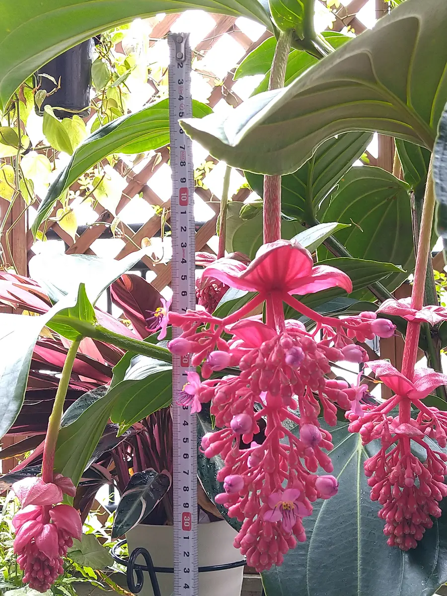 メディニラ・マグニフィカの豪華な花を見てみたい｜そだレポ