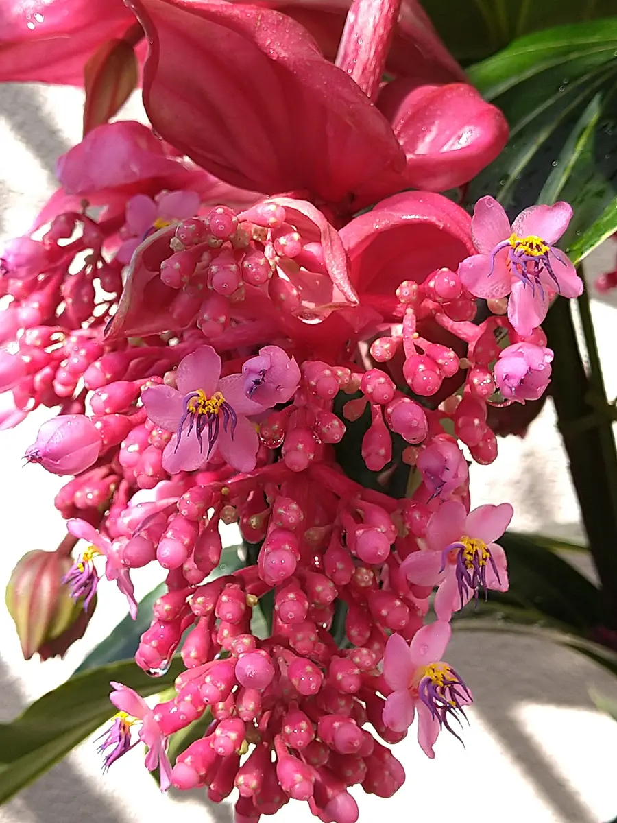 メディニラ・マグニフィカの豪華な花を見てみたい｜そだレポ