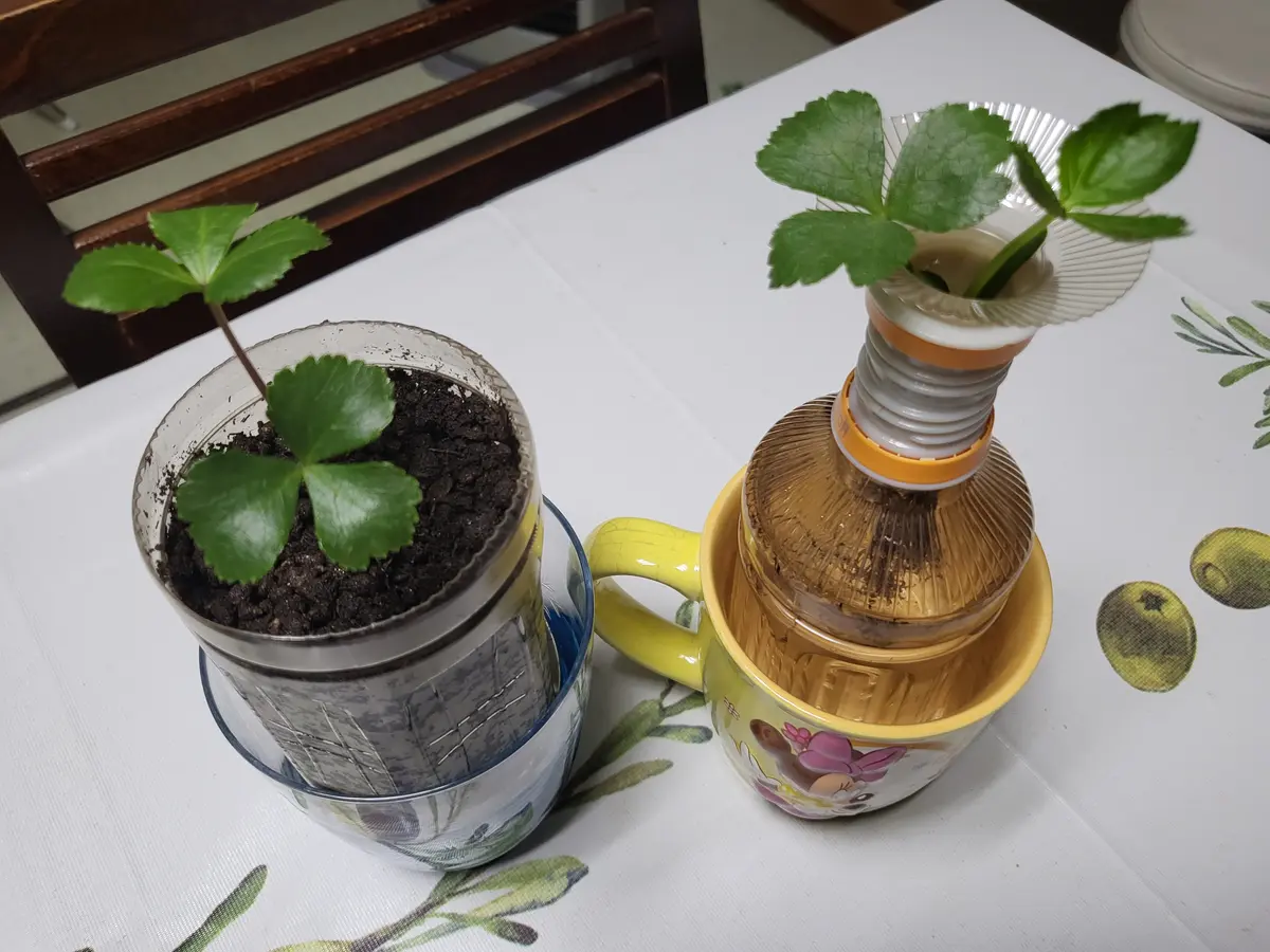 明日 葉 栽培