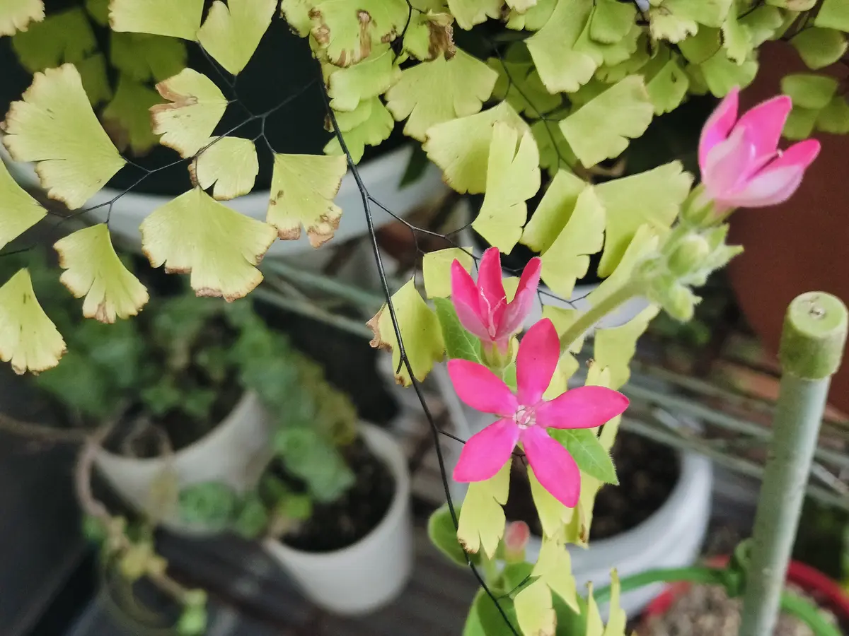 オキシペタラムのピンクスターのピンクが見てみたい｜そだレポ（栽培