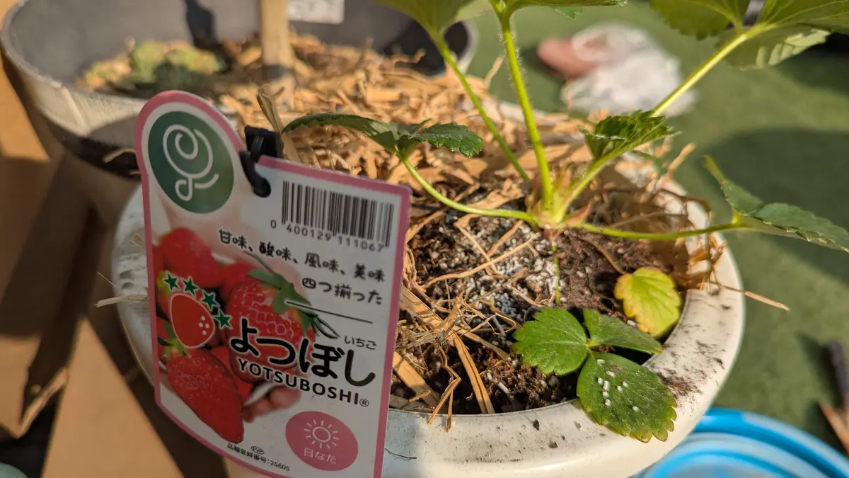 イチゴ(宝交早生、章姫、よつぼし)｜そだレポ（栽培レポート