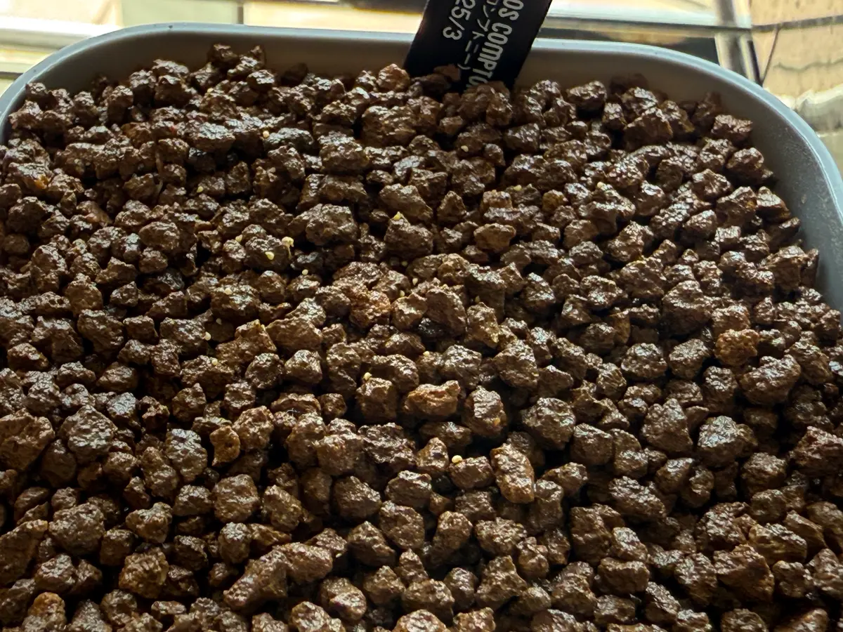 アナカンプセロスコンプトニーを種子から育てる｜そだレポ（栽培