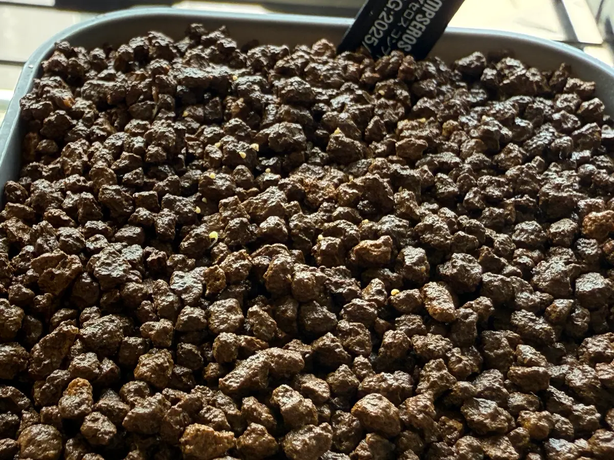 アナカンプセロスコンプトニーを種子から育てる｜そだレポ（栽培