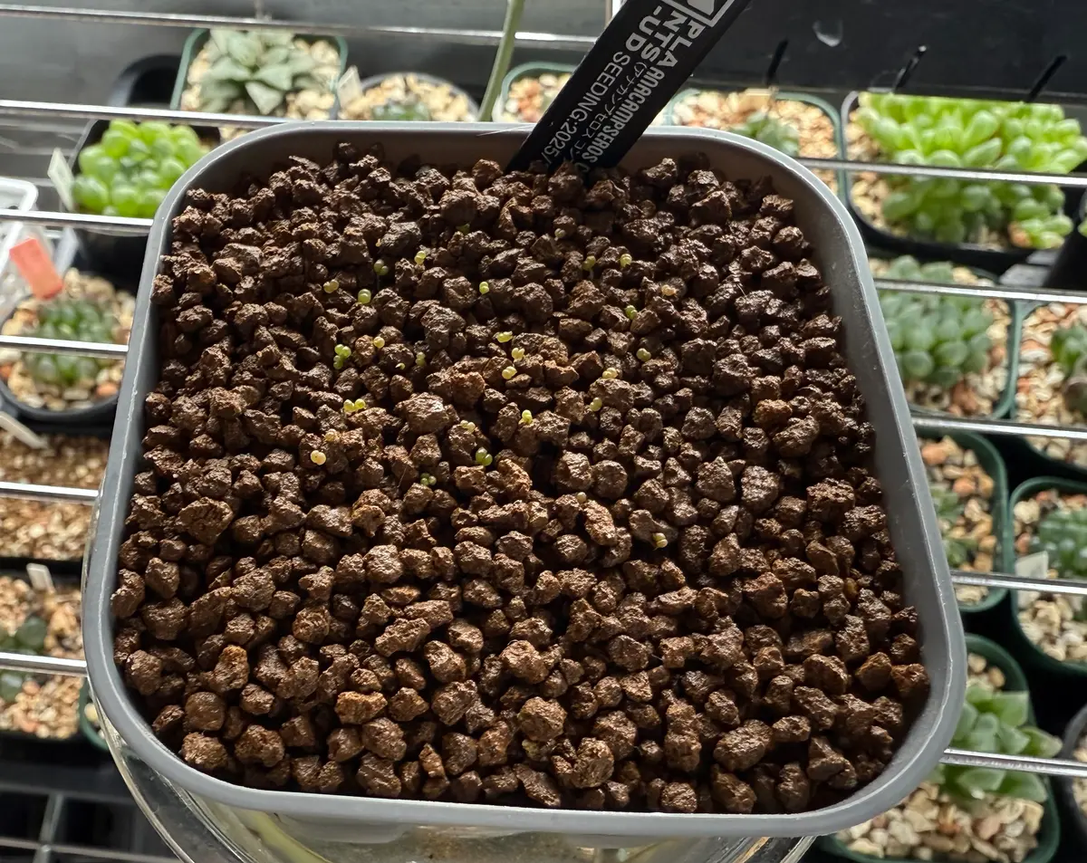 アナカンプセロスコンプトニーを種子から育てる｜そだレポ（栽培