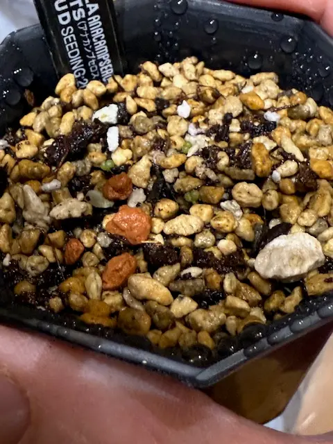 アナカンプセロスコンプトニーを種子から育てる｜そだレポ（栽培