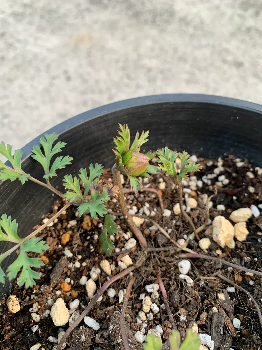 アネモネコロナリアダブルを育てる｜そだレポ（栽培レポート