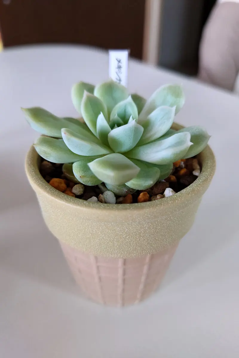 ダイソーのメキシカンスノーボール成長日記｜そだレポ（栽培レポート