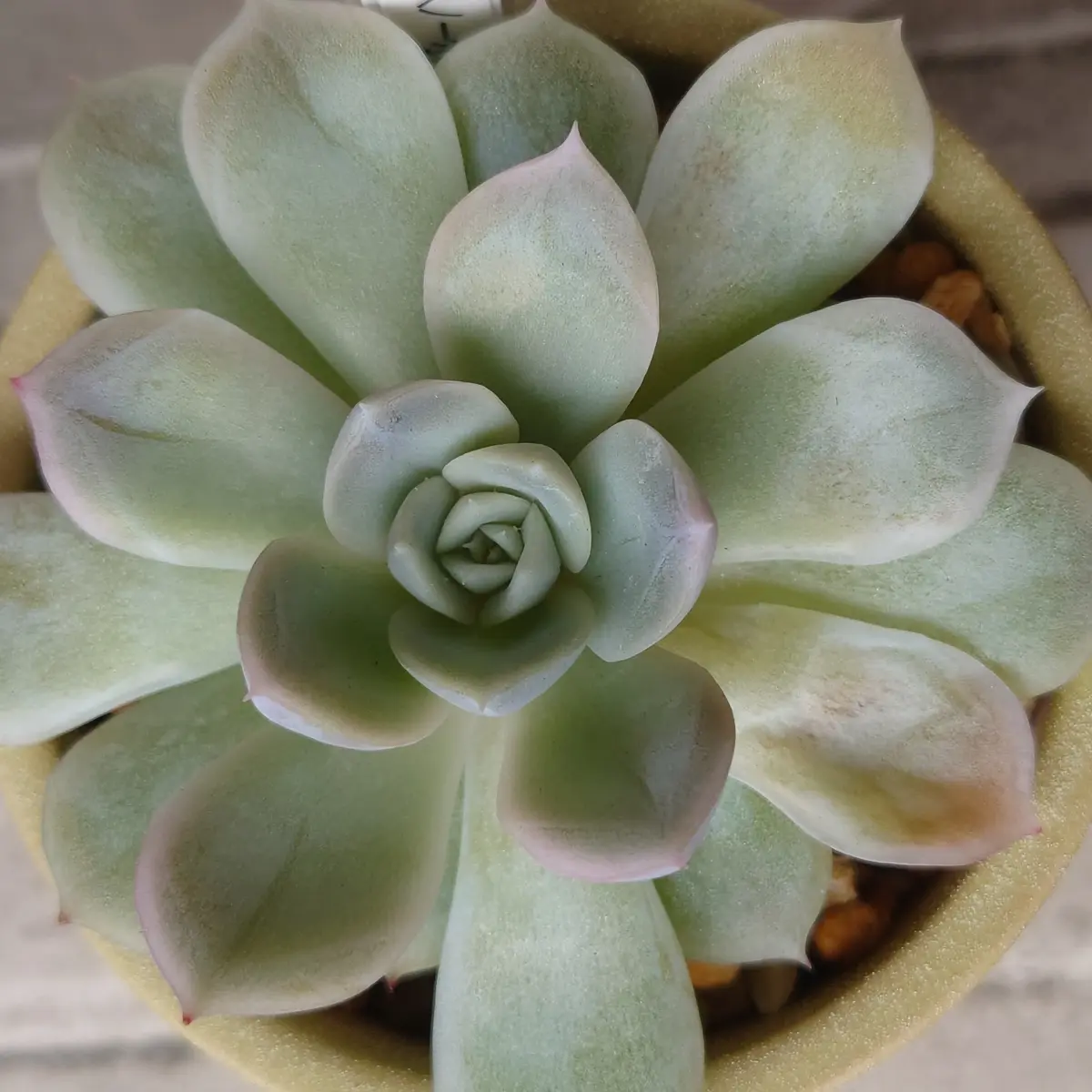 メキシカンスノーボール 韓国苗 葉挿し 多肉植物 メキシカンスノーボール 韓国苗 葉挿し 多肉植物