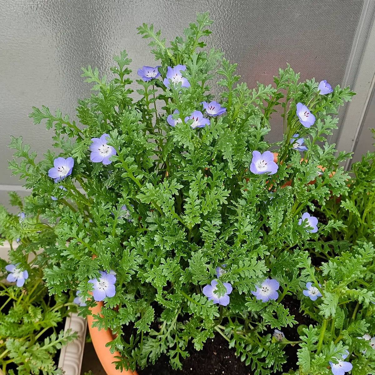 沖縄でも咲くのか！？種からネモフィラ｜そだレポ（栽培レポート