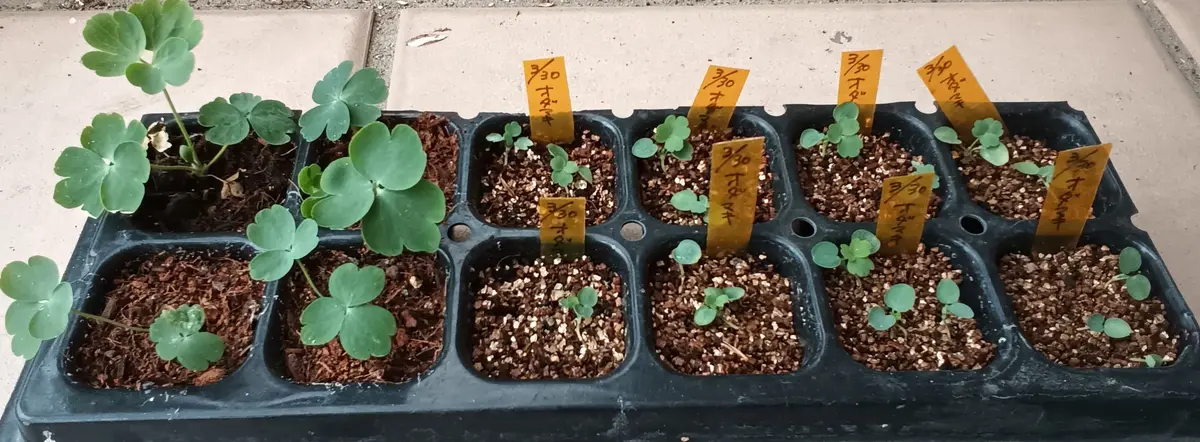 西洋オダマキを種から育てる｜そだレポ（栽培レポート）byかわゆい