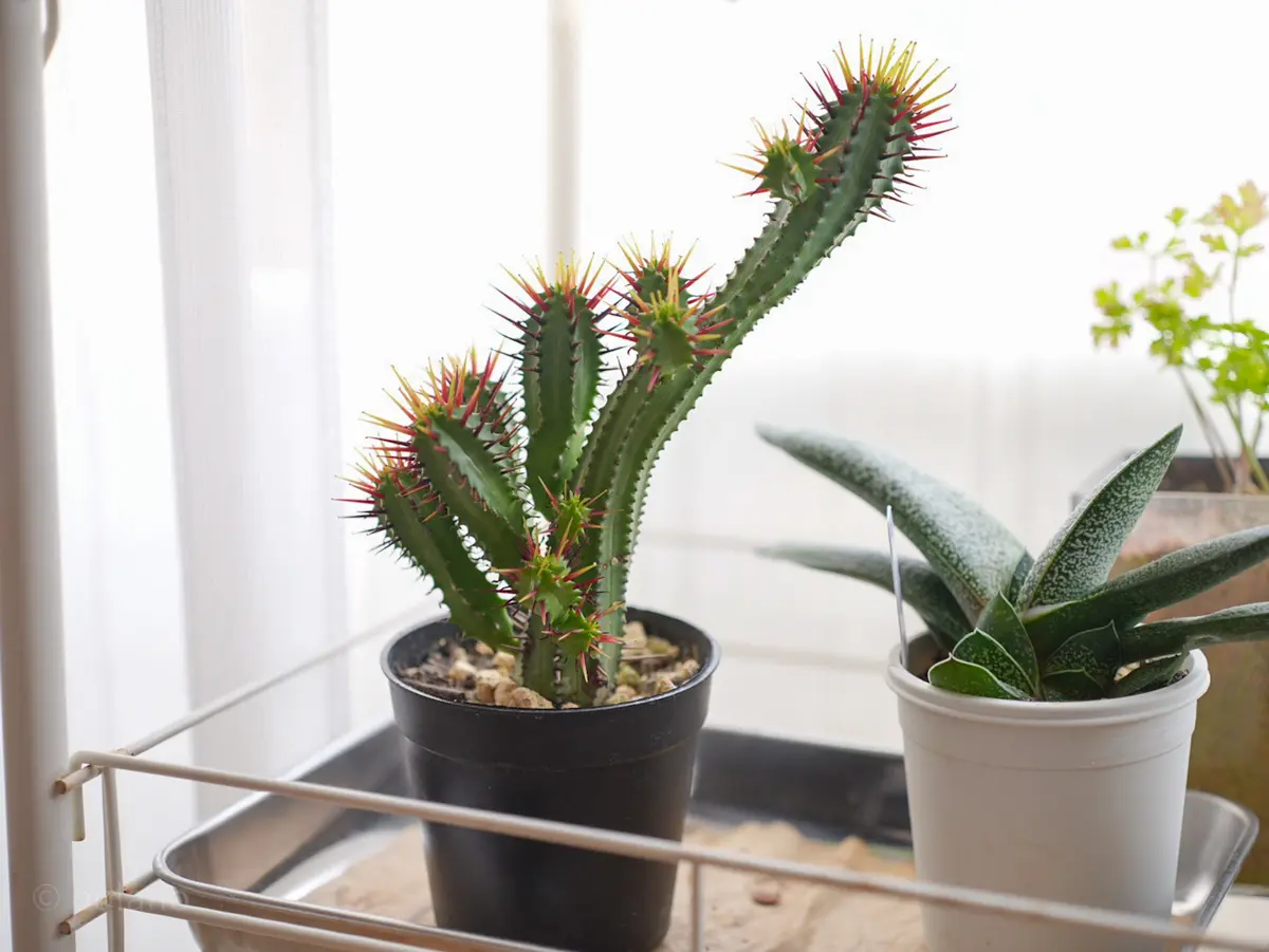 多肉植物/ユーフォルビア②【紅彩閣綴化/モンスト】実生/一品物/レア植物 ユーフォルビア