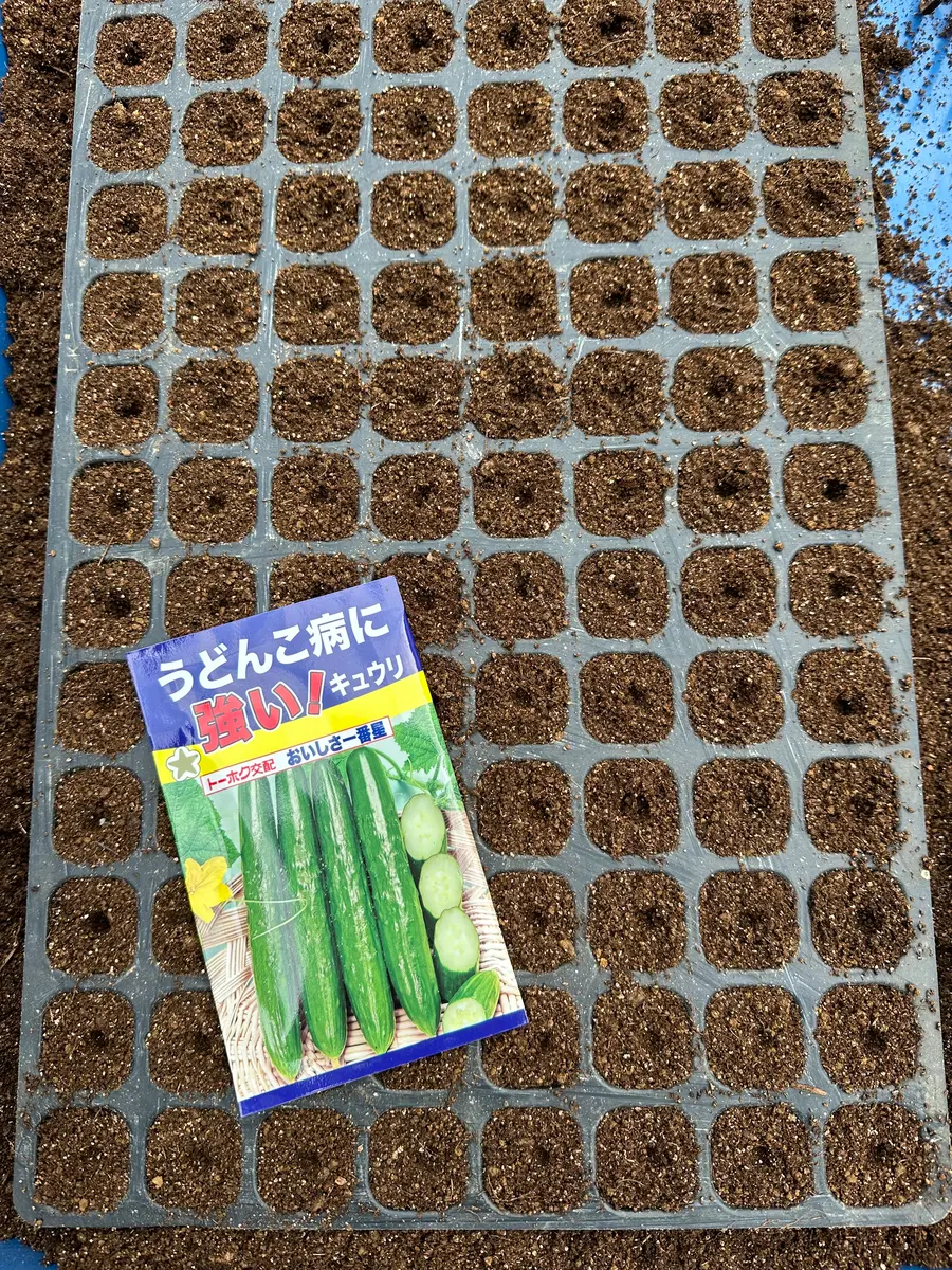 きゅうり栽培に初挑戦！｜そだレポ（栽培レポート）byふじ江メダカ