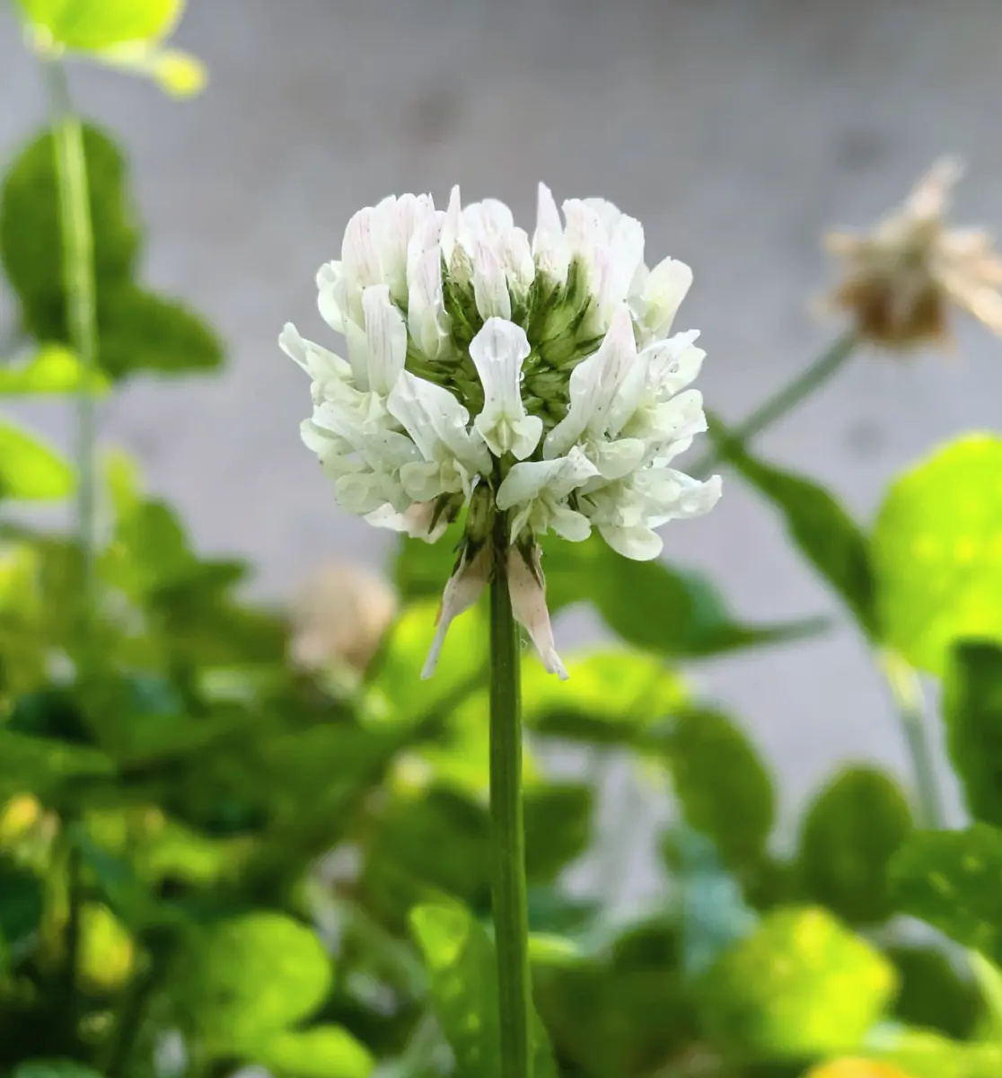 シロツメクサ、うちでも咲くのかな｜そだレポ（栽培レポート）byひなの