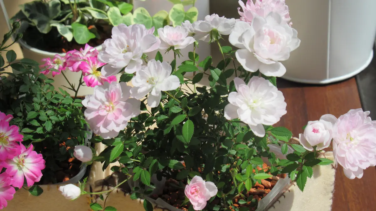 極姫バラ「姫乙女」をセラミス・グラニューで屋内で育てる｜そだレポ