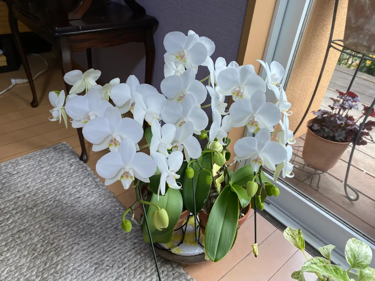 贈答用の胡蝶蘭を翌年も綺麗に咲かせる！｜そだレポ（栽培レポート）by