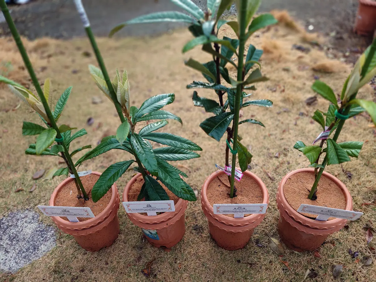 鉢植えで枇杷の収穫を夢見て｜そだレポ（栽培レポート）by鉢植え100