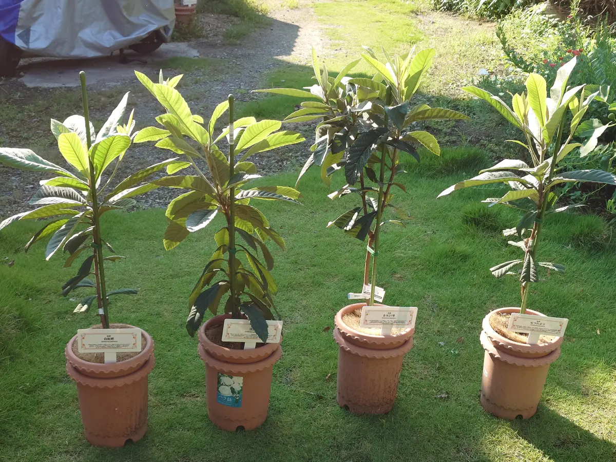 鉢植えで枇杷の収穫を夢見て｜そだレポ（栽培レポート）by鉢植え100