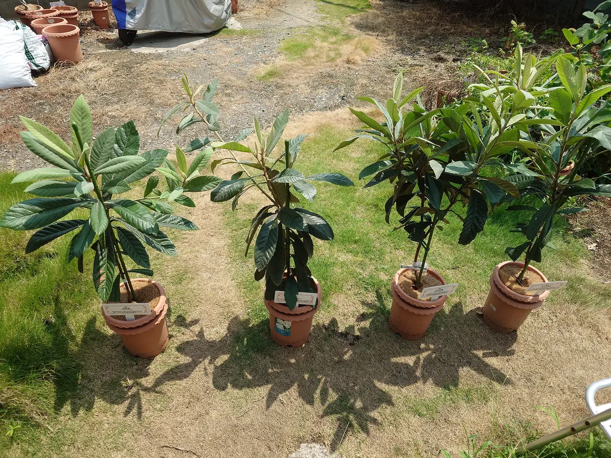 鉢植えで枇杷の収穫を夢見て｜ビワのそだレポ（栽培レポート）by鉢植え