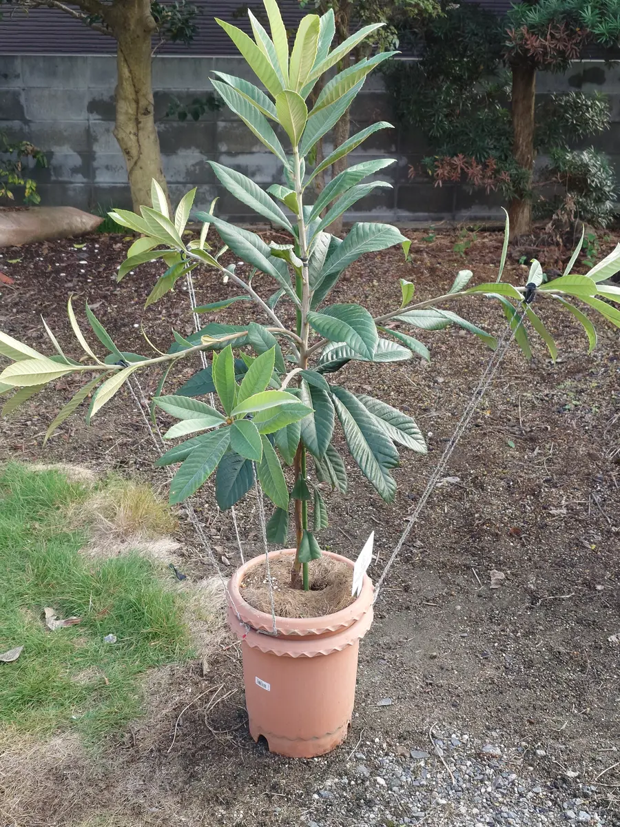 鉢植えで枇杷の収穫を夢見て｜そだレポ（栽培レポート）by鉢植え100