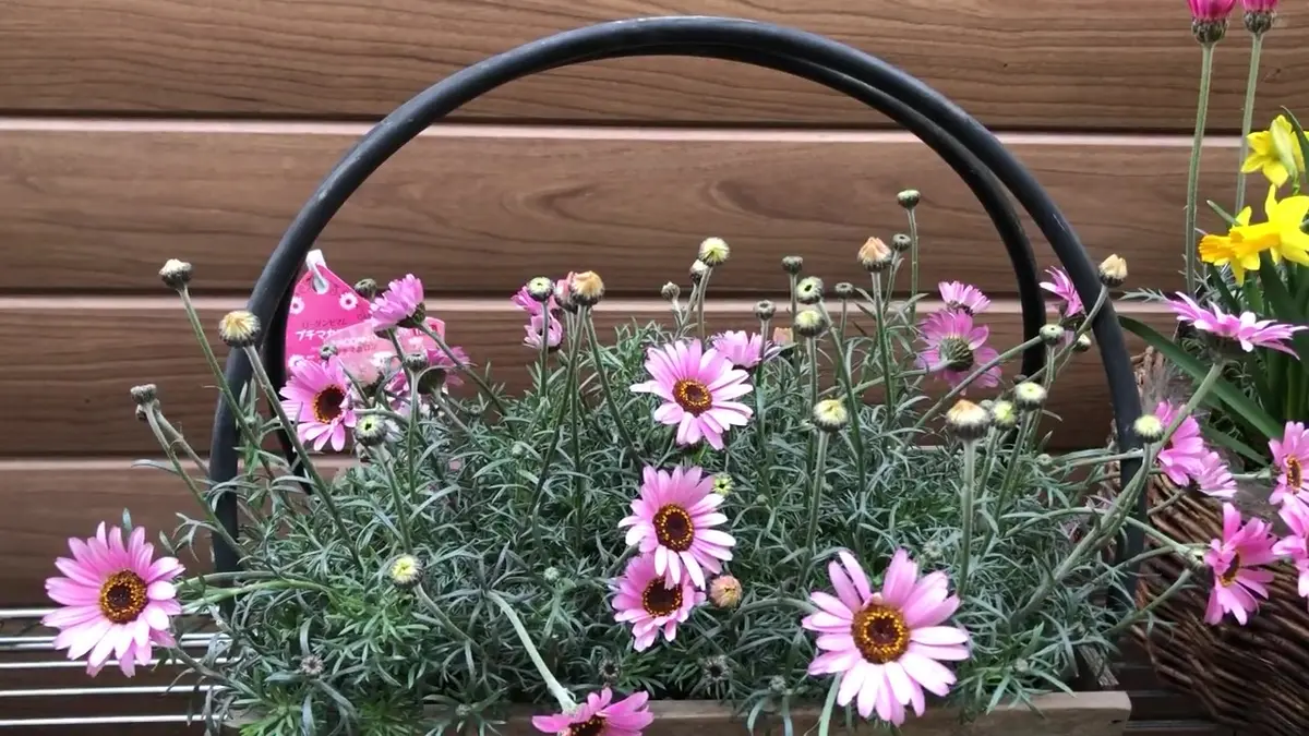 ローダンセマム その1（品種紹介～植え付け、肥料、水やり、虫対策